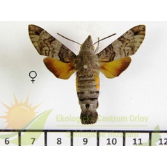 /filer/webapps/moths/media/images/G/gyrans_Macroglossum_AF_SMCR_02.jpg