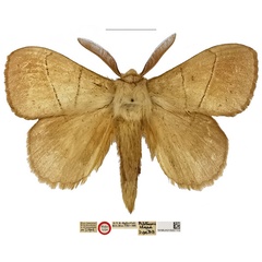 /filer/webapps/moths/media/images/C/clara_Philotherma_HT_NHMUKa.jpg