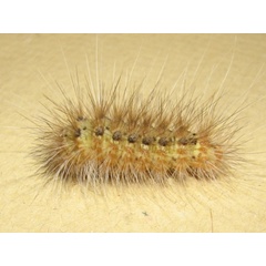 /filer/webapps/moths/media/images/P/punctulatum_Micralarctia_C_Goff_02.jpg