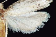 Brachioxena lutrocopa