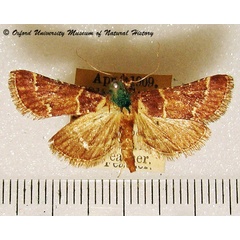 /filer/webapps/moths/media/images/V/varians_Loryma_A_OUMNH_02.jpg