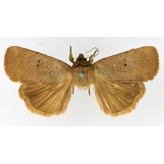 /filer/webapps/moths/media/images/M/molybdea_Exophyla_AM_TMSA_01.jpg