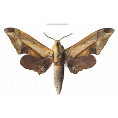 /filer/webapps/moths/media/images/R/rhadamistus_Oplerclanis_AM_EMEM_01a.jpg