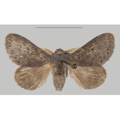 /filer/webapps/moths/media/images/T/thorogood_Eudoumbia_PTM_USTTB_01.jpg