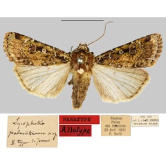 /filer/webapps/moths/media/images/P/palmistarum_Lycophotia_AT_MNHN.jpg