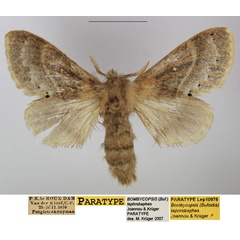 /filer/webapps/moths/media/images/T/tephrobaphes_Bombycopsis_PTF_TMSA_02.jpg