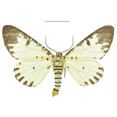 /filer/webapps/moths/media/images/P/pseudabraxas_Proutabraxas_AM_ANHRT.jpg