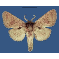 /filer/webapps/moths/media/images/H/husemanni_Eberhardfischeria_HT_NHMUK.jpg