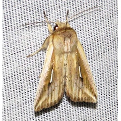 /filer/webapps/moths/media/images/I/internata_Mythimna_A_Braun_06.jpg