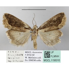 /filer/webapps/moths/media/images/A/atripars_Emmelia_A_MGCLa_01.JPG
