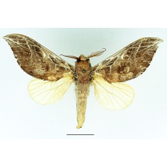 /filer/webapps/moths/media/images/A/argyrosticta_Brachychira_AM_Basquin_02.jpg