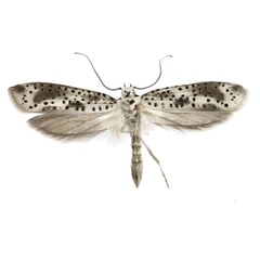 /filer/webapps/moths/media/images/I/ioni_Yponomeuta_PTM_Agassiz.jpg