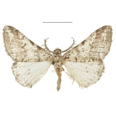 /filer/webapps/moths/media/images/C/conspersa_Nothabraxas_HT_NHMUK.jpg