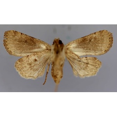 /filer/webapps/moths/media/images/S/semiluna_Ariathisa_A_RMCA_02.jpg