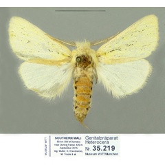 /filer/webapps/moths/media/images/I/interstincta_Antheua_PTM_Schintlmeister.jpg