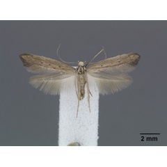 /filer/webapps/moths/media/images/S/sagittella_Ochromolopis_HT_NMK.jpg