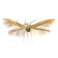 /filer/webapps/moths/media/images/S/scaleuta_Coleophora_AF_Agassiz.jpg