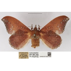 /filer/webapps/moths/media/images/R/rufobrunnea_Leipoxais_AF_NHMUK.jpg