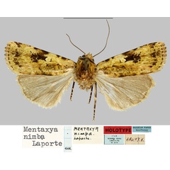 /filer/webapps/moths/media/images/N/nimba_Mentaxya_HT_MNHNa.jpg