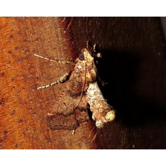 /filer/webapps/moths/media/images/A/achromalis_Stemmatophora_A_Braun.jpg