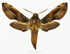 /filer/webapps/moths/media/images/M/malgassica_Theretra_AF_Basquina.jpg