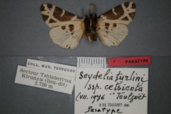 Seydelia celsicola
