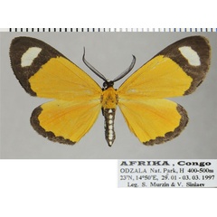 /filer/webapps/moths/media/images/T/tenuifascia_Mesomima_AM_ZSMa.jpg