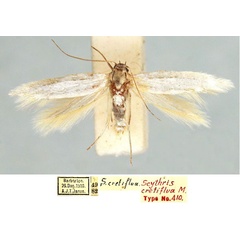 /filer/webapps/moths/media/images/C/cretiflua_Scythris_HT_TMSA_oxESlYR.jpg