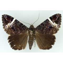 /filer/webapps/moths/media/images/V/versicolor_Tolna_AM_TMSA.jpg