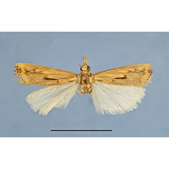/filer/webapps/moths/media/images/S/samaru_HT1a.jpg