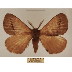 /filer/webapps/moths/media/images/B/bithynia_Stenoglene_AM_TMSA_02.jpg