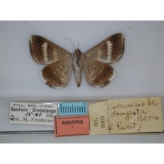 /filer/webapps/moths/media/images/C/congesta_Grammodes_PT_RMCA_02.jpg