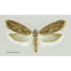 /filer/webapps/moths/media/images/A/agassizi_Homadaula_PTF_MfN.jpg