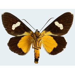 /filer/webapps/moths/media/images/T/turlini_Rothia_HT_MNHNb.jpg