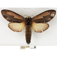 /filer/webapps/moths/media/images/T/truncatum_Braura_AF_NHMUK.jpg