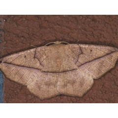 /filer/webapps/moths/media/images/P/pulverosa_Psilicerea_A_Roland.jpg