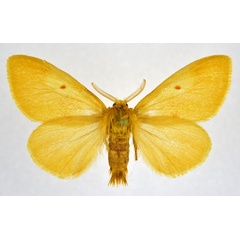 /filer/webapps/moths/media/images/E/erythropoecila_Euproctis_AM_NHMO.jpg