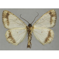 /filer/webapps/moths/media/images/A/arcuata_Xylopteryx_AM_ZSMb.jpg