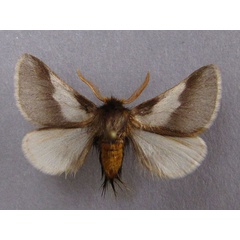 /filer/webapps/moths/media/images/A/apologetica_Thaumetopoea_A_Baron_01.jpg