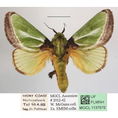 /filer/webapps/moths/media/images/E/euchlora_Parasa_A_MGCLa_01.jpg