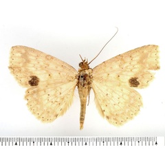 /filer/webapps/moths/media/images/W/waelbroecki_Blasticorhinus_AM_BMNH_02.jpg