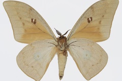 Pseudobunaea pallens