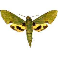 /filer/webapps/moths/media/images/M/megaera_Euchloron_AM_MCJM.jpg