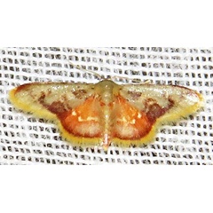 /filer/webapps/moths/media/images/P/purpurascens_Idaea_A_Braun_08.jpg
