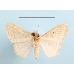 /filer/webapps/moths/media/images/M/minorata_Scopula_A_MGCLb_01.jpg