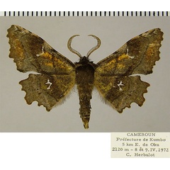 /filer/webapps/moths/media/images/F/fiorino_Braueriana_AM_ZSM_01.jpg