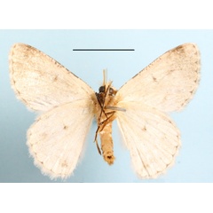 /filer/webapps/moths/media/images/C/cataractae_Mimandria_A_MGCLb_01.jpg