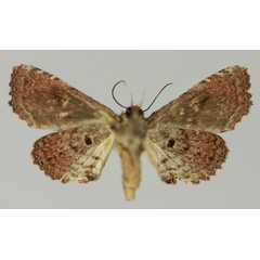 /filer/webapps/moths/media/images/P/promiscua_Eutelia_AF_MNHNb.jpg