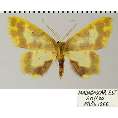 /filer/webapps/moths/media/images/P/phanoptica_Chrysocraspeda_AM_ZSMa.jpg