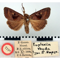 /filer/webapps/moths/media/images/R/rhoda_Euplexia_HT_BMNH.jpg